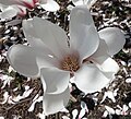 Magnolia cylindrica