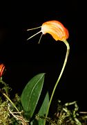 Masdevallia lucernula