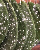 Mealybugs on Prickly Pear Cactus Leaves