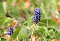 Muscari neglectum