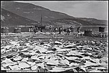 Tørking av klippfisk i Nordland Foto: T. Brændmo, Bodø / Nasjonalbiblioteket