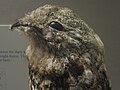 Great Potoo