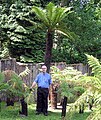 Dicksonia antarctica no parque Combe Martin Wildlife and Dinosaur Park, en Devon, Inglaterra