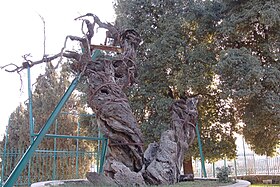 Le chêne de Mamré en 2008.