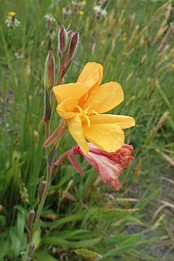 Oenothera stricta subsp. stricta