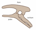 Estructura pelviana dels ornitisquis (costat esquerre).