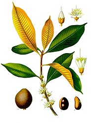 Palaquium oblongifolium Burck