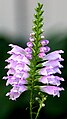 Physostegia virginiana (Tribù Synandreae)