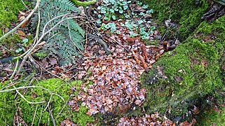 Picea abies midden of scales and cores, Lambroughton, North Ayrshire. Grey Squirrel feeding activity.jpg