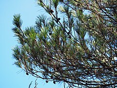 Pinus taiwanensis, Guanwu, Miaoli, Taiwan 06.jpg