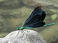 Calopteryx virgo