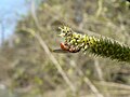 Salix sitchensis