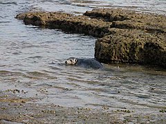 Seal having a last look - geograph.org.uk - 3498923.jpg