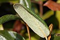 Shepherdia canadensis