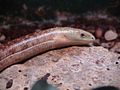 "Slender_glass_lizard.jpg" by User:File Upload Bot (Magnus Manske)