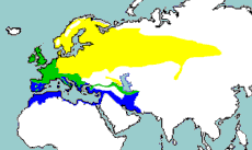 Rozšíření drozda zpěvného (žlutě – hnízdiště, zeleně – celoroční výskyt, modře – zimoviště)