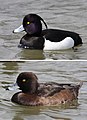 Tufted duck Aythya fuligula