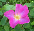 Rosa gallica