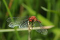 * Nomination Sympetrum sanguineum --ComputerHotline 08:17, 14 August 2010 (UTC) * Promotion Good focus on head. --Quartl 08:40, 14 August 2010 (UTC)