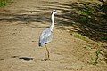 Reiger (Friesche Veen)