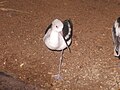 American Avocet