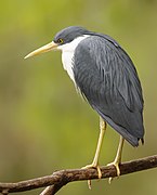 Ardea picata