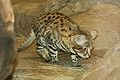 Black-footed Cat (Felis nigripes)