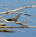 Green Heron (Butorides virescens)