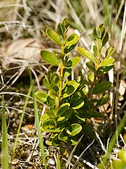 gewöhnlicher Buchsbaum (Buxus sempervirens)