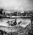 Ploegende boeren met karbauen bij Kawangkoan in Minahasa Noord-Celebes, 1949