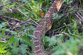 Crotalus ruber 184572443.jpg