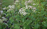 Thumbnail for Ageratina altissima