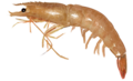 Camarón (crustáceo).