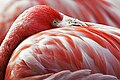 رنگدانه سرخ موجود در پرهای فلامینگو از رژیم غذایی میگو که آن را از جلبک‌های میکروسکوپی دریافت می‌کند، به دست می‌آید.