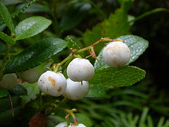 Gaultheria miqueliana.jpg