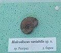 en:Holcodiscus variabilis sp.n. Lower en:Barremian, en:Razgrad, Cr1 1726 at the en:Sofia University "St. Kliment Ohridski" Museum of Paleontology and Historical Geology