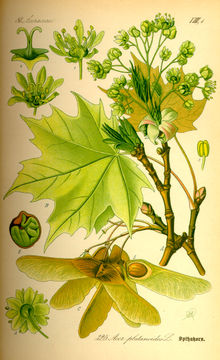 Harilik vaher (Acer platanoides)