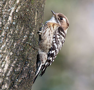 Japanese pygmy woodpecker, by Laitche