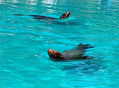 Kalifornischer Seelöwe