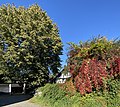 Alte Linde – Hausbaum Kapellenweg 8–10