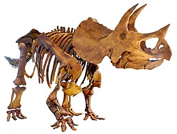 Змонтованний скелет T. prorsus в Музеї природничої історії Лос-Анджелеса