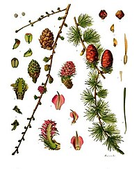 Larix decidua Mill.