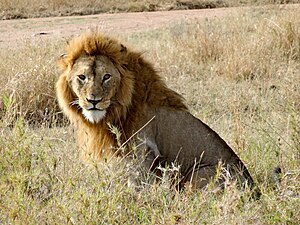 Lion mâle dans le Serengeti.
