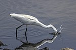 Thumbnail for File:Little egret (Egretta garzetta) feeding Cyprus 2.jpg