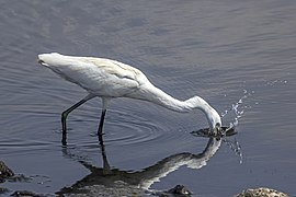 獵魚, 塞浦路斯