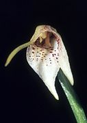 Masdevallia guttulata