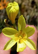 Moraea flavescens