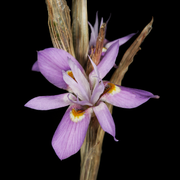 Moraea setifolia