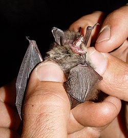 Skægflagermus, Myotis mystacinus