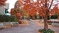 Otoño en Nagakuni.